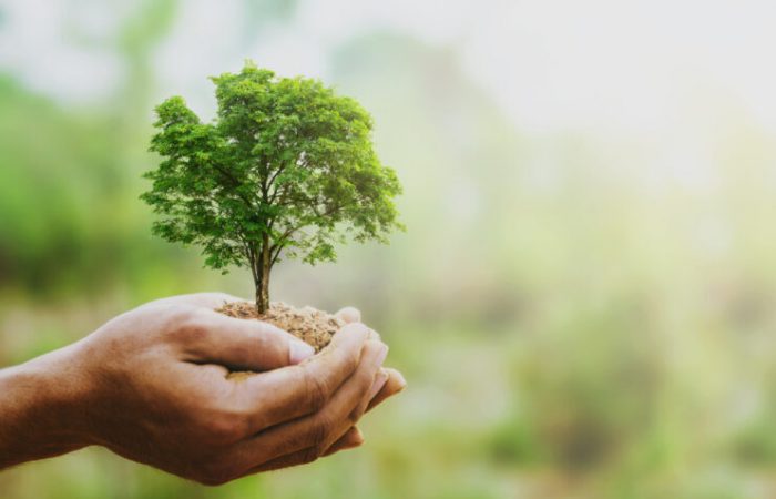 hand holdig big tree growing on green background with sunshine